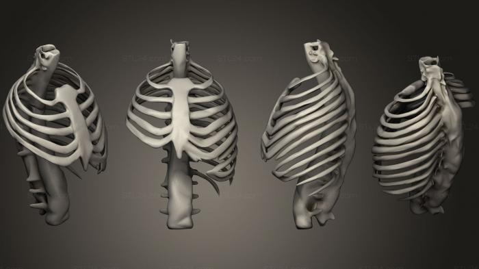 Anatomy of skeletons and skulls (Bones3, ANTM_0322) 3D models for cnc